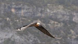 Un rompehuesos, en pleno vuelo.