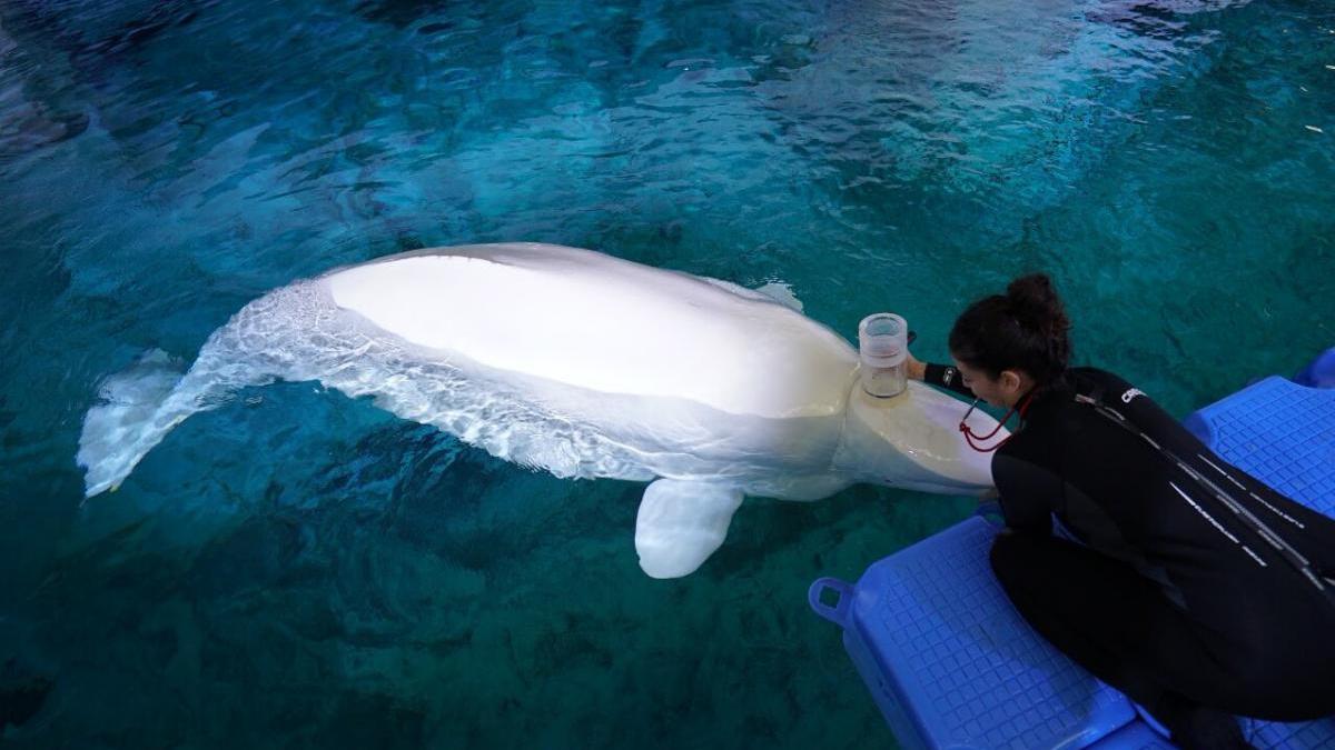 ¿Podrán las belugas adaptarse al cambio climático?