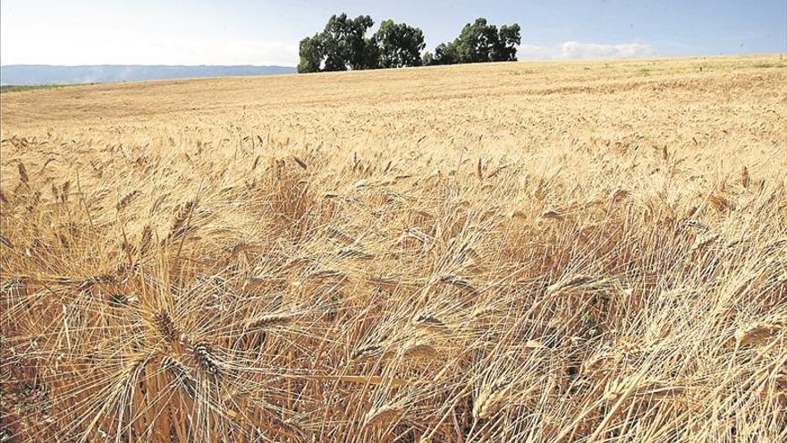 España pedirá el anticipo de hasta el 70% de las ayudas PAC por la sequía