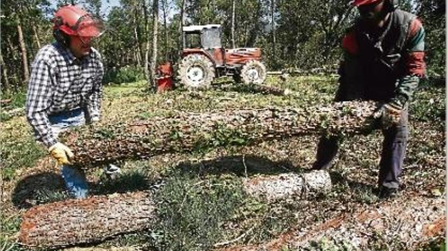 Dos operaris netegen un bosc afectat per les nevades a Cassà de la Selva.