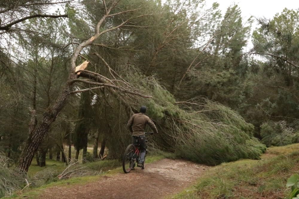 Temporal en Zamora.