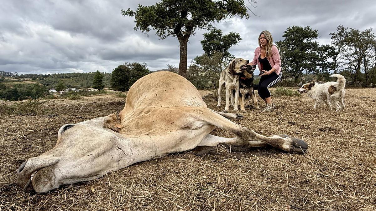 Una vaca de una explotación gallega del Deza, muerta tras sufrir el ataque de un lobo.