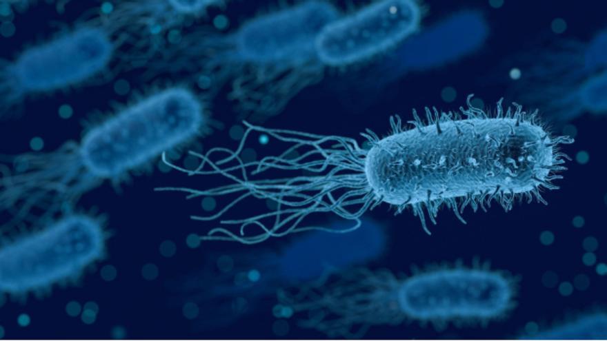 Las bacterias disuelven sus cuerpos al morir y se lo entregan a las nuevas generaciones