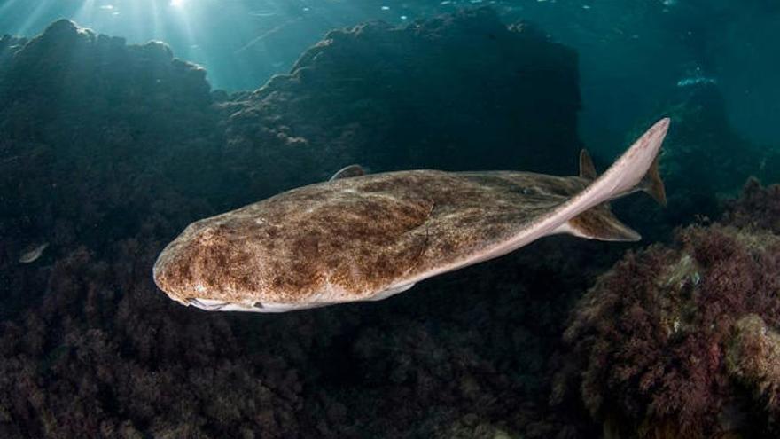 Cuatro de cada diez especies de Canarias están amenazadas