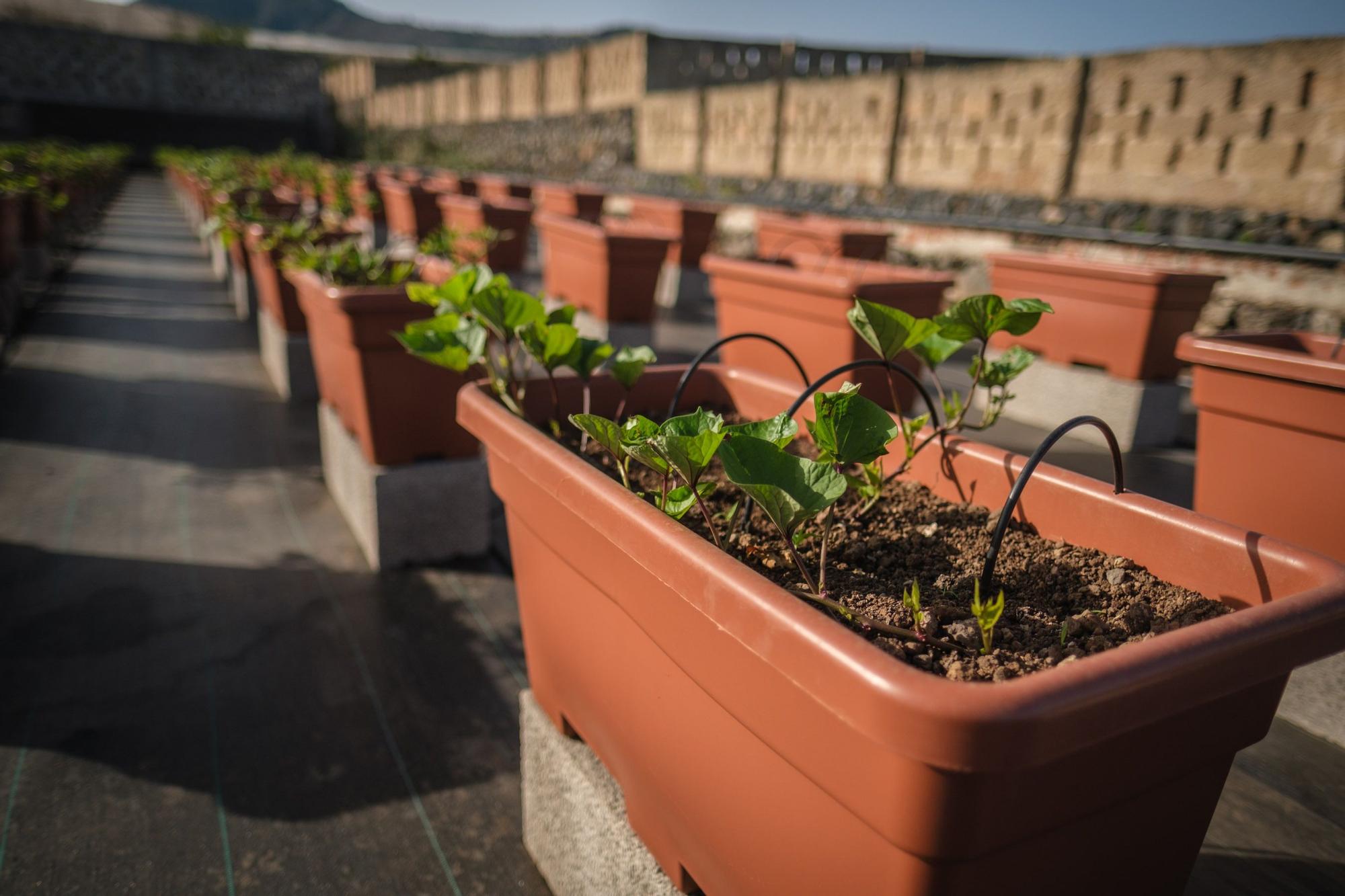 La conservación de la batata