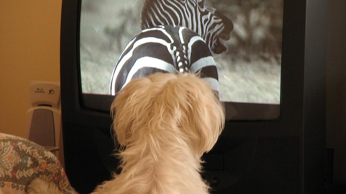 PERRO | ¿Sabías que a los perros les gusta la televisión?