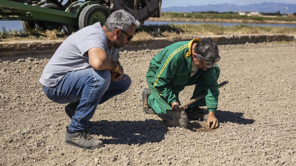 Arranca el riego del arroz en el delta del Ebro