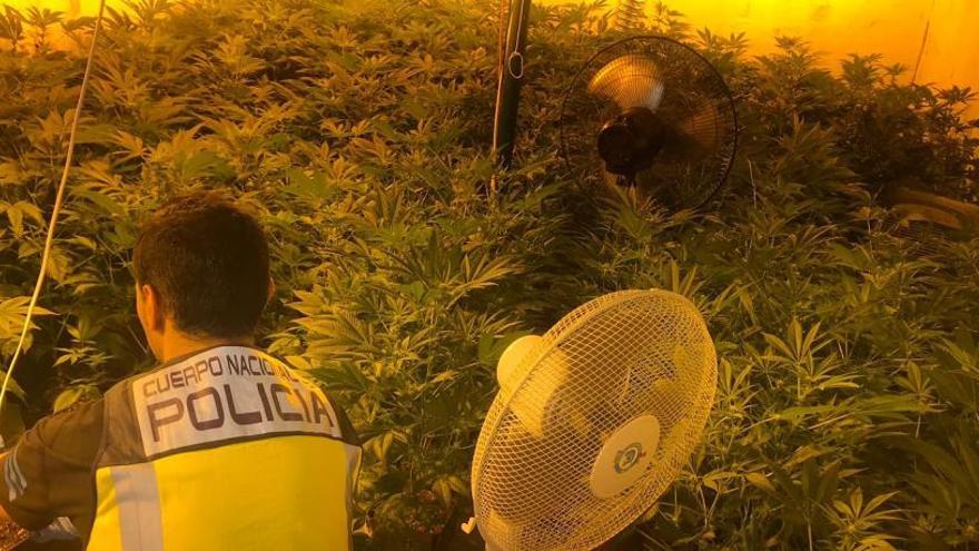 Una familia de Daimús, detenida por cultivar y vender marihuana