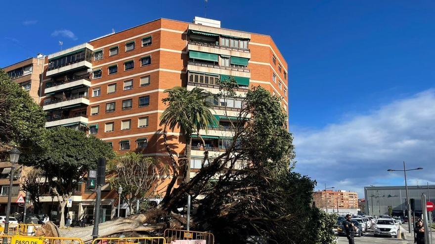 clima en València: Los últimos temporales derribaron 249 árboles y palmeras en la ciudad