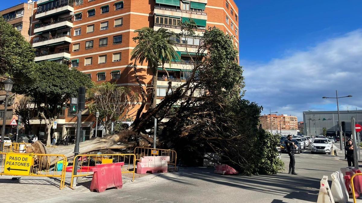 Uno de los árboles caídos en València en el último temporal.