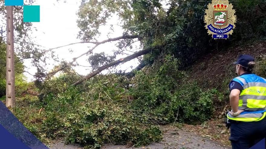 El árbol caído sobre la calzada. // Policía Local de Poio