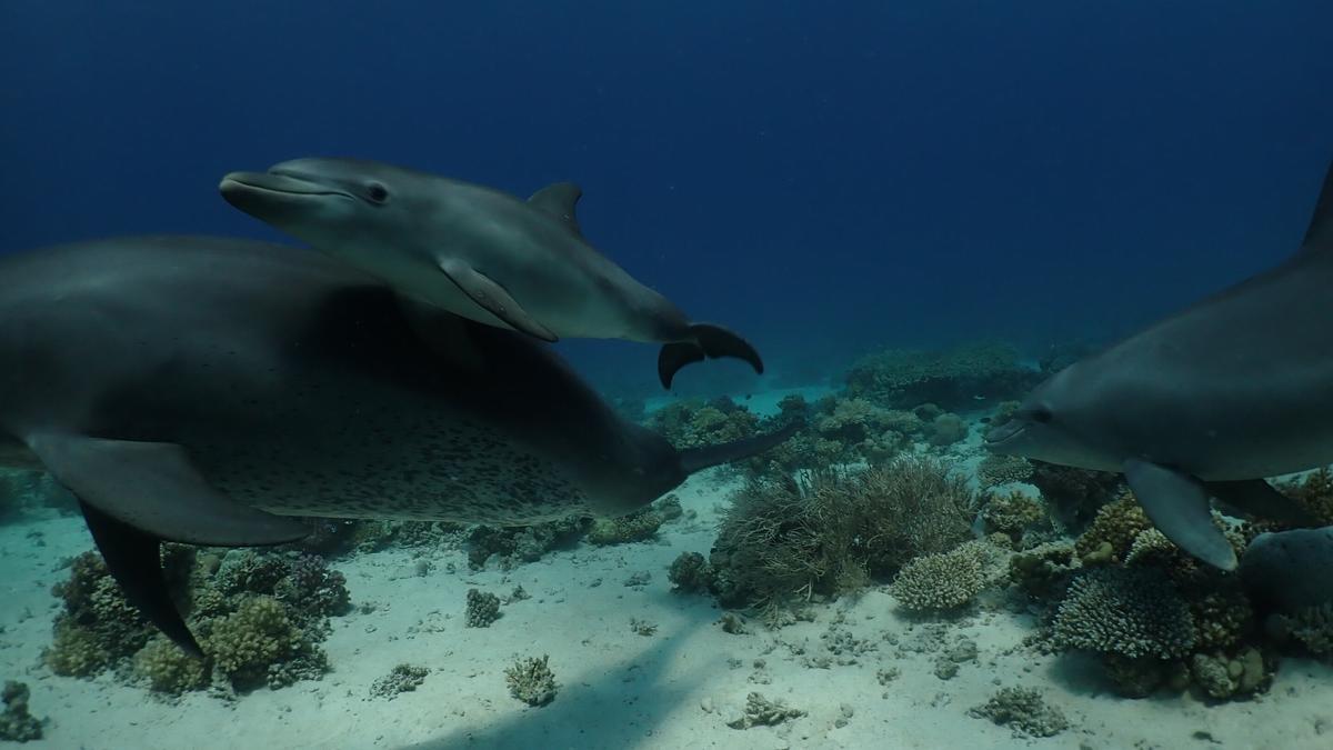 Una madre delfín le enseña a su cría a frotarse contra el coral medicinal.