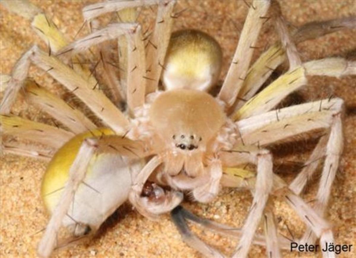 Trobada al Marroc, ’Cebrennus rechenbergies’ una aranya molt àgil que fuig dels seus depredadors amb acrobàcies. Al detectar algun senyal de perill adopta primer una actitud amenaçant però, si no funciona aquesta estratègia, surt corrent i fa tombarelles per accelerar la seva fugida. Com que viu al desert, on no hi ha lloc per amagar-se, els investigadors consideren que aquesta estratègia és l’última carta de l’aràcnid per alliberar-se dels seus depredadors. La seva forma d’actuar ja ha inspirat la creació d’un robot que copia la seva forma de moure’s.