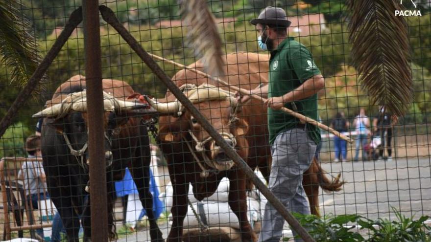 ¿Maltrato animal en el concurso de arrastre de ganado de Gran Canaria? El Pacma presenta una denuncia