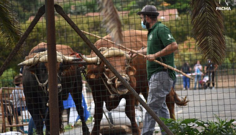 El Pacma presenta una denuncia por presunto maltrato animal en la Gran Final del XXXIII Concurso de Arrastre de la Isla de Gran Canaria