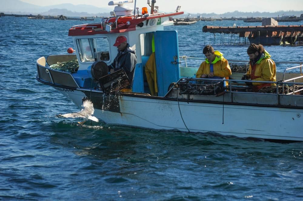 El pulpo, esquivo en Arousa