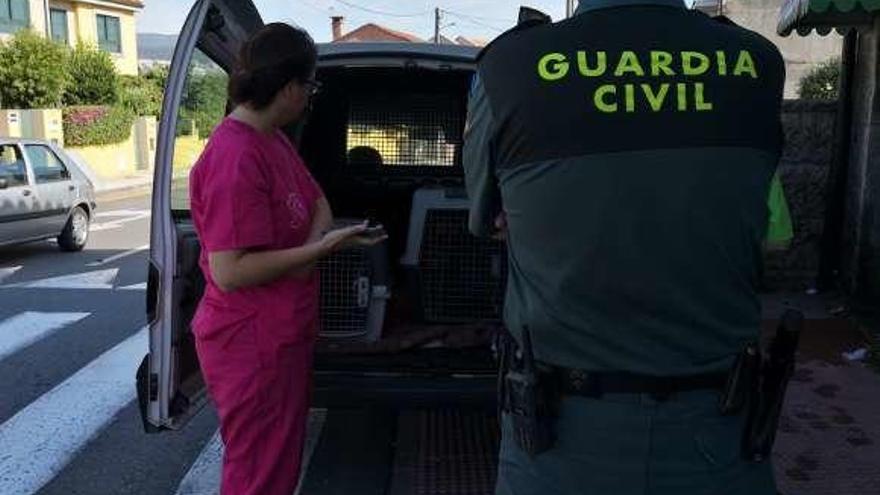 Traslado de los animales. // Guardia Civil