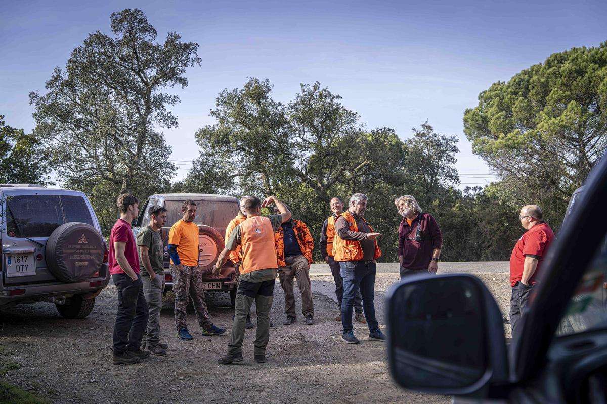 Así funciona una batida de caza en Girona: seguridad, convivencia y control del jabalí
