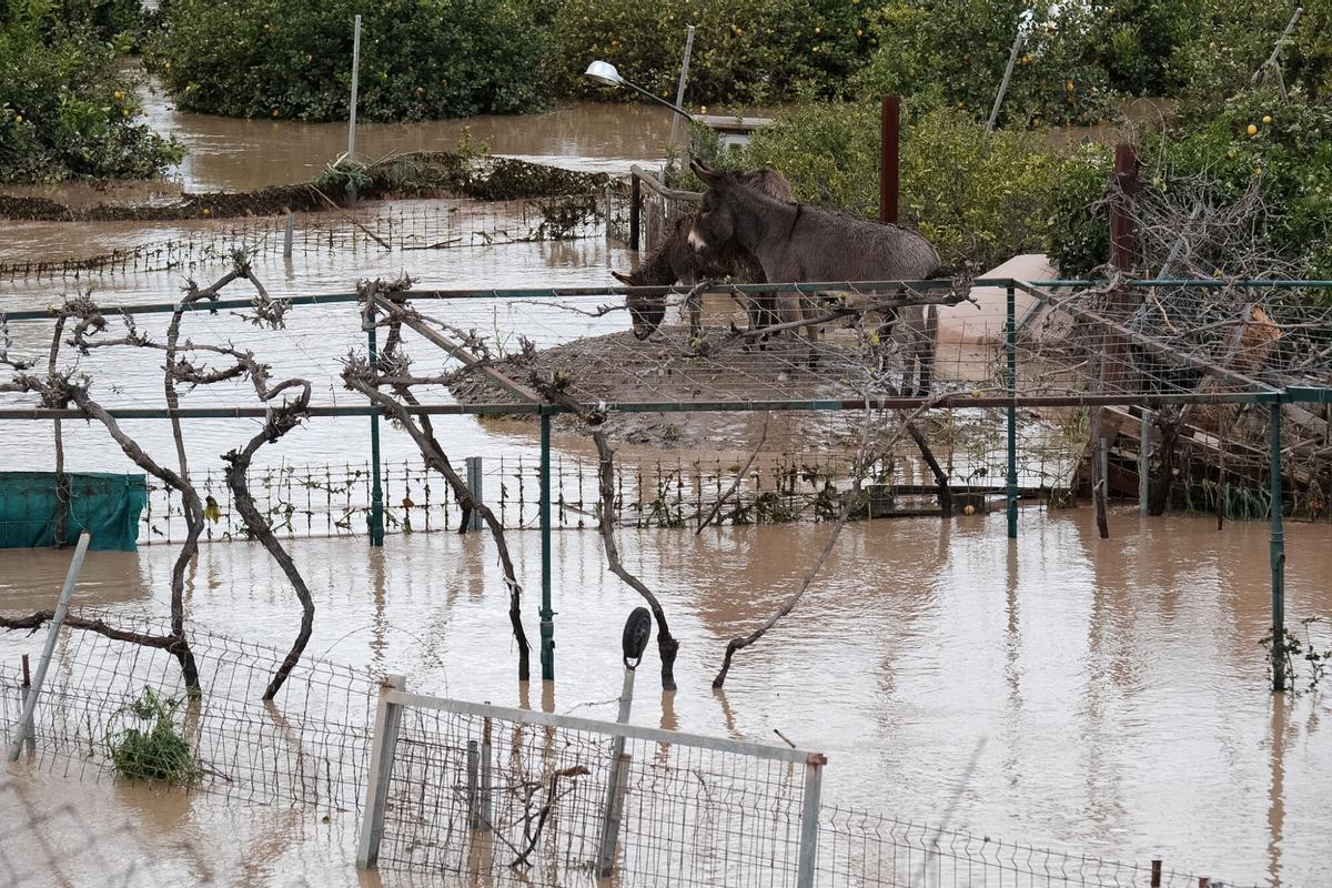 17-03-25 Málaga, Cartama. Inundaciones. (Fotografía: Gregorio Marrero)