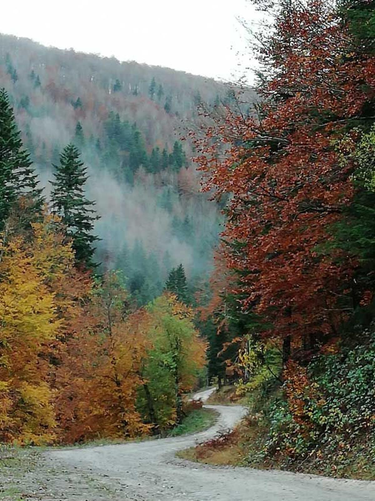 Selva de Irati, Navarra