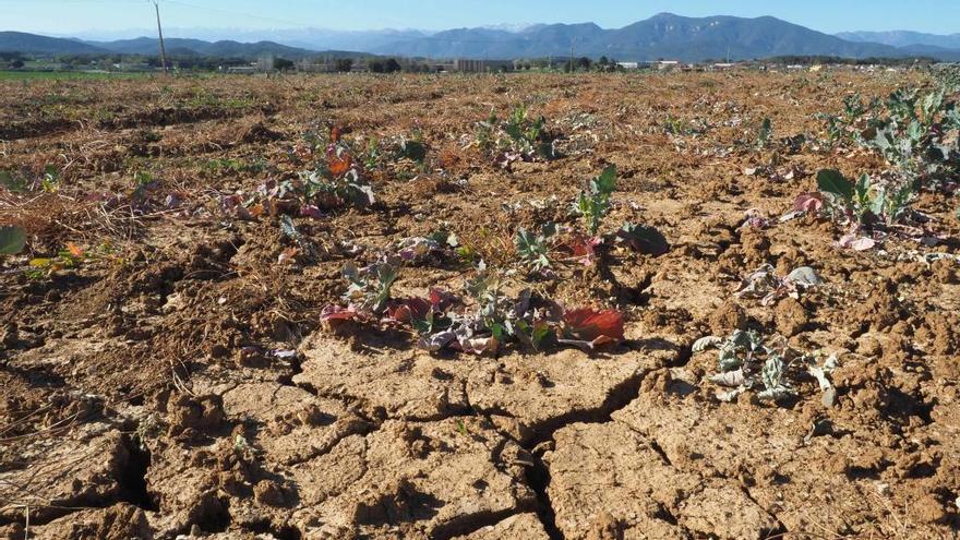 Alarma en els pagesos gironins pels quatre mesos de sequera