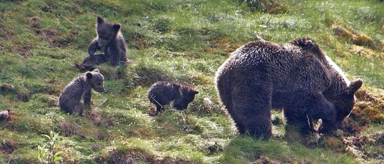 Una hembra de oso cantábrico con sus crías.
