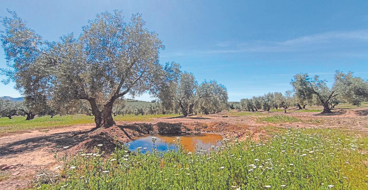 Imagen de una de las fincas que participan en este proyecto.