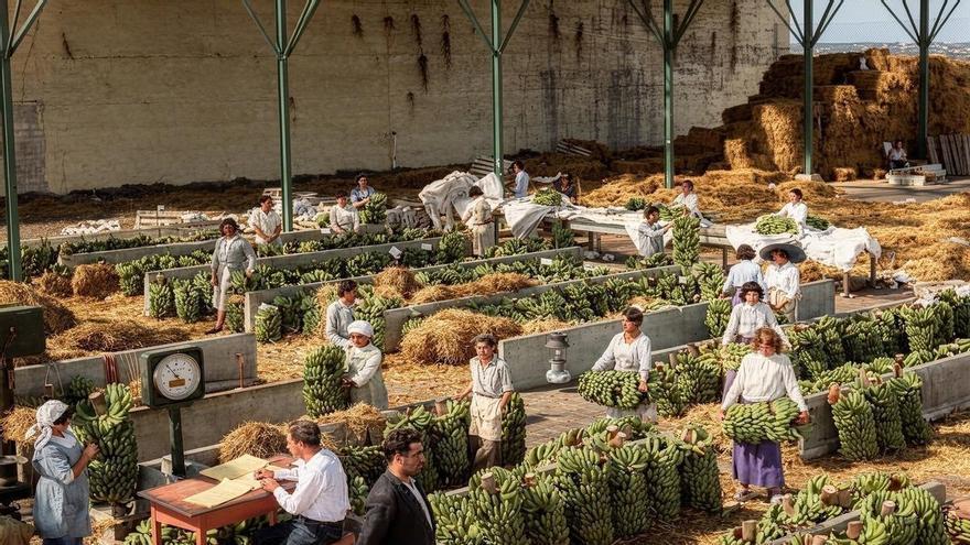 La crisis agrícola quita el sueño en Tenerife
