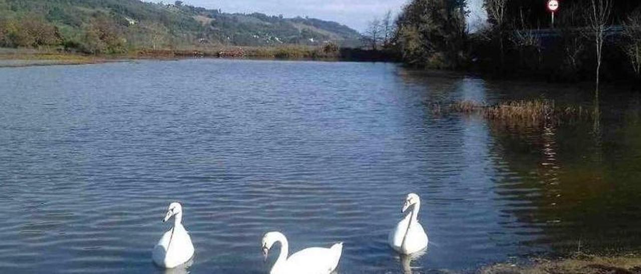 Los tres jóvenes cisnes vulgares, ayer, en un porréu de la ría de Villaviciosa.