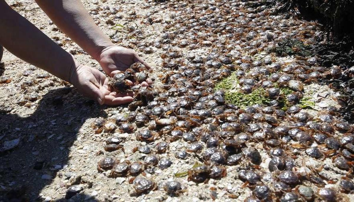 El calor empiedra la playa con "patexos"