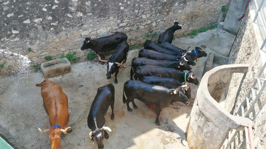 El fuego obliga a desalojar una ganadería de Orba y llevan a los toros y vaquillas a la plaza de Ondara