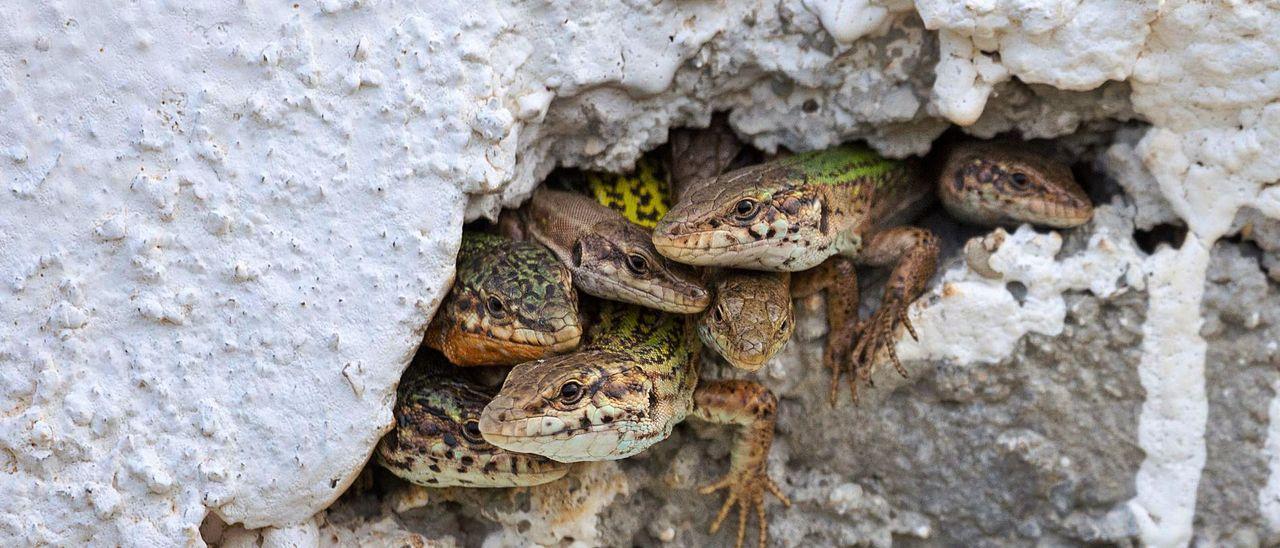 Un grupo de lagartijas, en el agujero de una pared en Ibiza, en una imagen de archivo.
