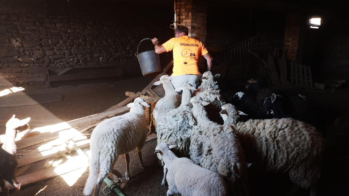 Valentín, un ganadero de Añón de Moncayo, se reencuentra con sus ovejas esta mañana.