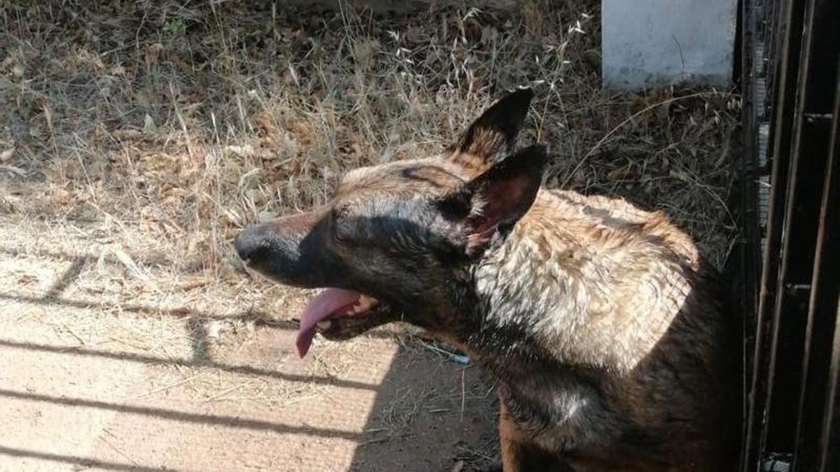 El perro perdido que acabó muriendo.