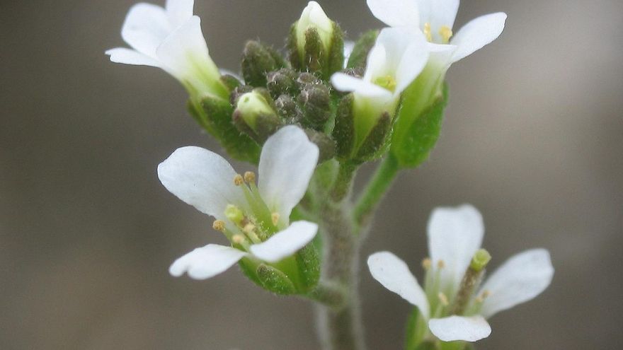 ¿Sabías que las plantas también tienen &#039;menopausia&#039;?