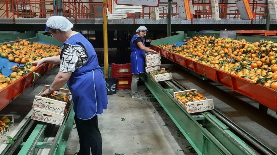 Real Export de Vila-real sortea la crisis y augura este año una buena campaña citrícola