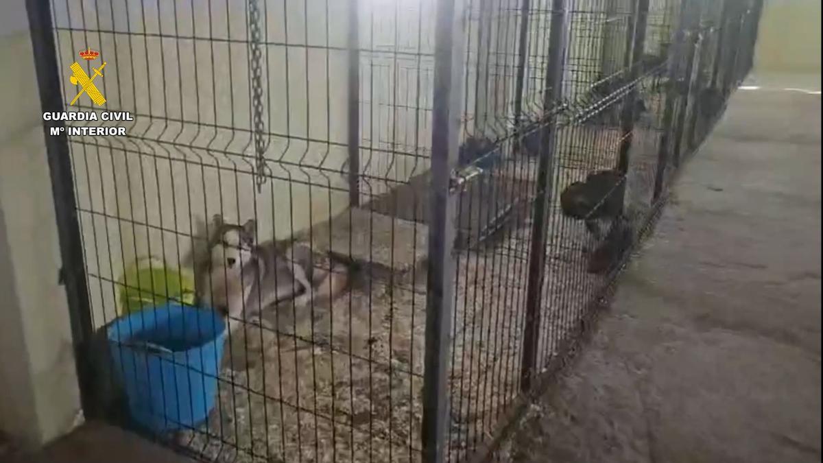 Animales hallados en uno de los registros de la Guardia Civil en Sevilla