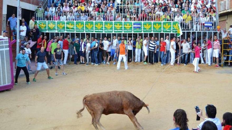 Imange de las gradas colocadas durante el Congreso de Toros de Cuerdas.