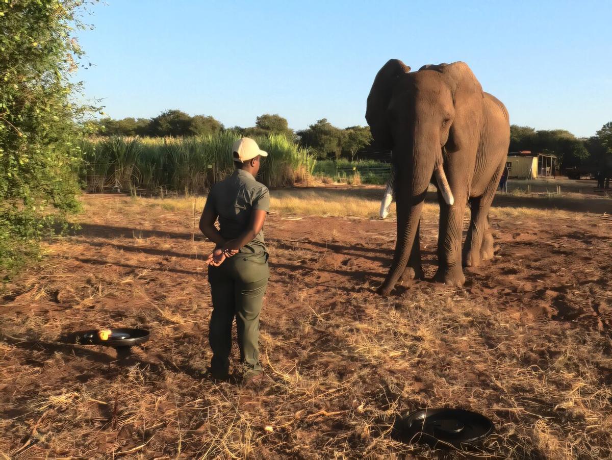 Uno de los elefantes, durante los experimentos realizados