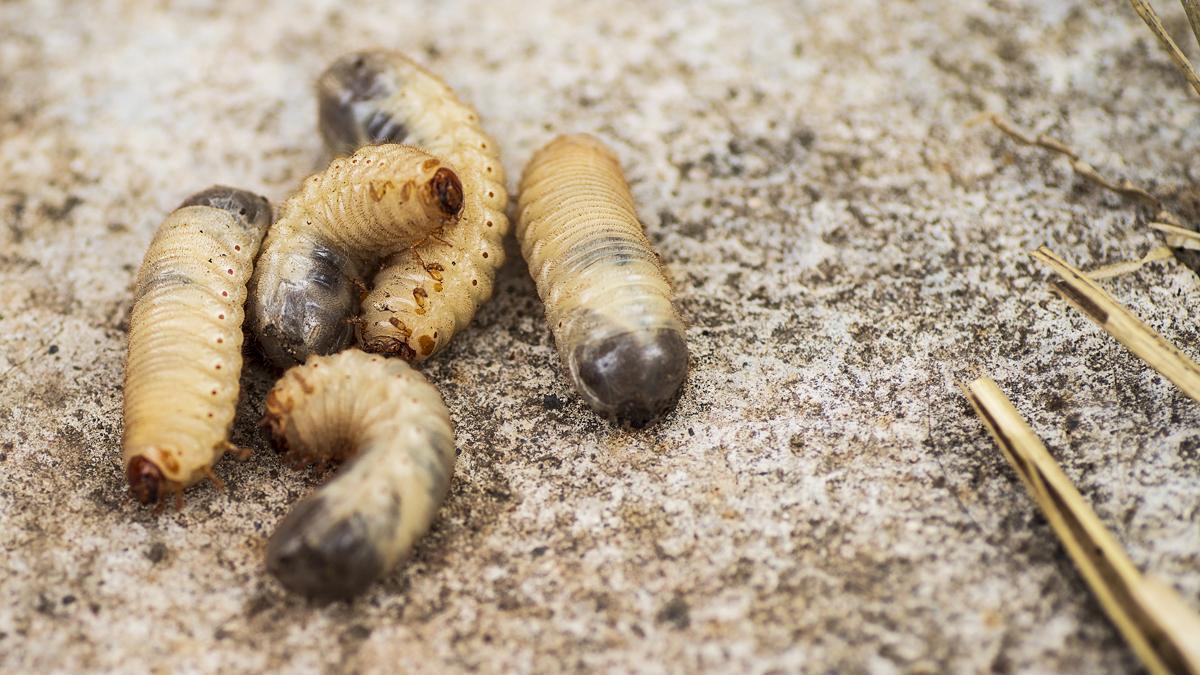 Els nous insectes comestibles que ha autoritzat l’Agència Europea de Seguretat Alimentària Els nous insectes comestibles que ha autoritzat l’Agència Europea de Seguretat Alimentària