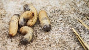 Els nous insectes comestibles que ha autoritzat l’Agència Europea de Seguretat Alimentària
