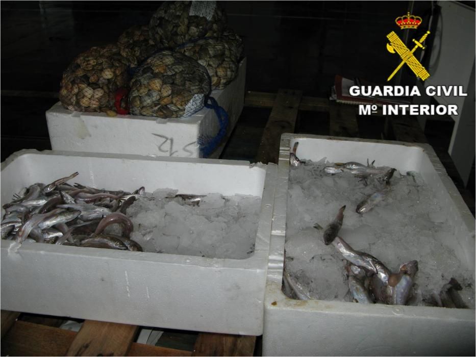 Intervienen casi 300 kilos de pescado ilegal en La Vila y Alicante