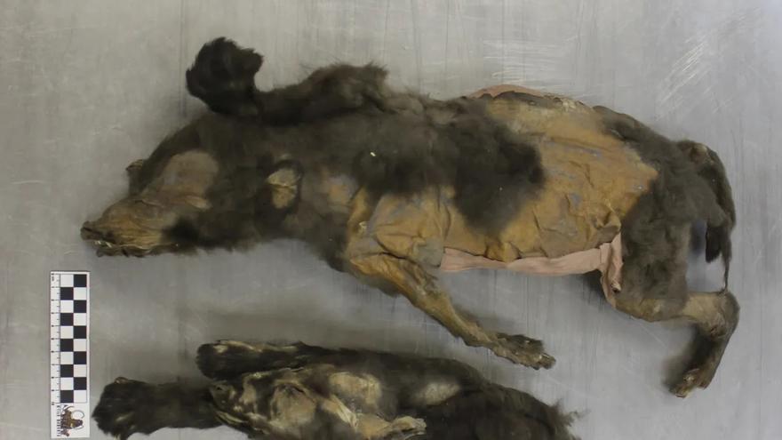 Dos cachorros de 14.000 años de antigüedad arrojan luz sobre el origen del lobo y el perro