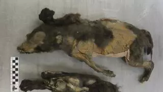 Dos cachorros de 14.000 años de antigüedad arrojan luz sobre el origen del lobo y el perro