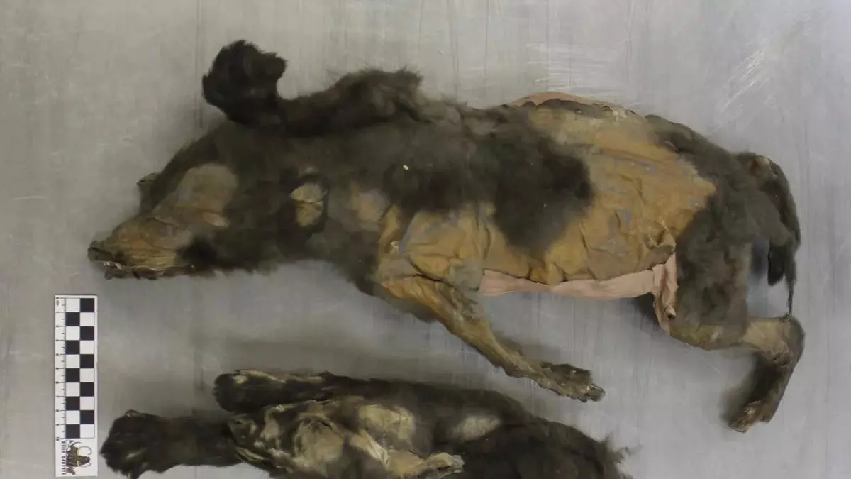 Dos cachorros de 14.000 años de antigüedad arrojan luz sobre el origen del lobo y el perro