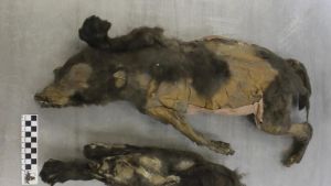 Uno de los ejemplares hallados de lobo en Siberia