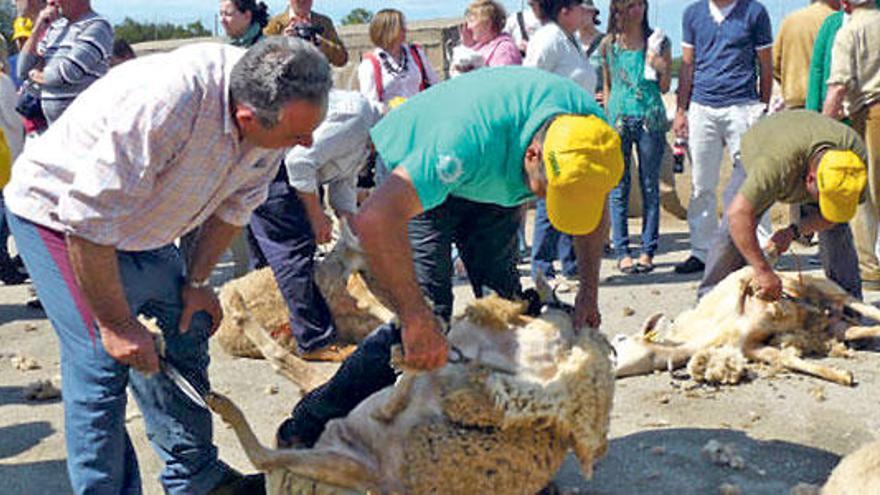 En el campo de fútbol Can Martina se revivió un oficio ancestral del campo mallorquín.