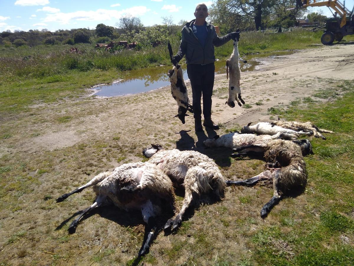 Julián Miguel, ganadero de Pasariegos, muestra las ovejas muertas