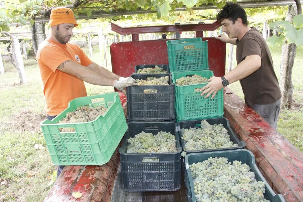 La comarca se sumerge en la primera vendimia cuyo vino contará con su propio sello de calidad