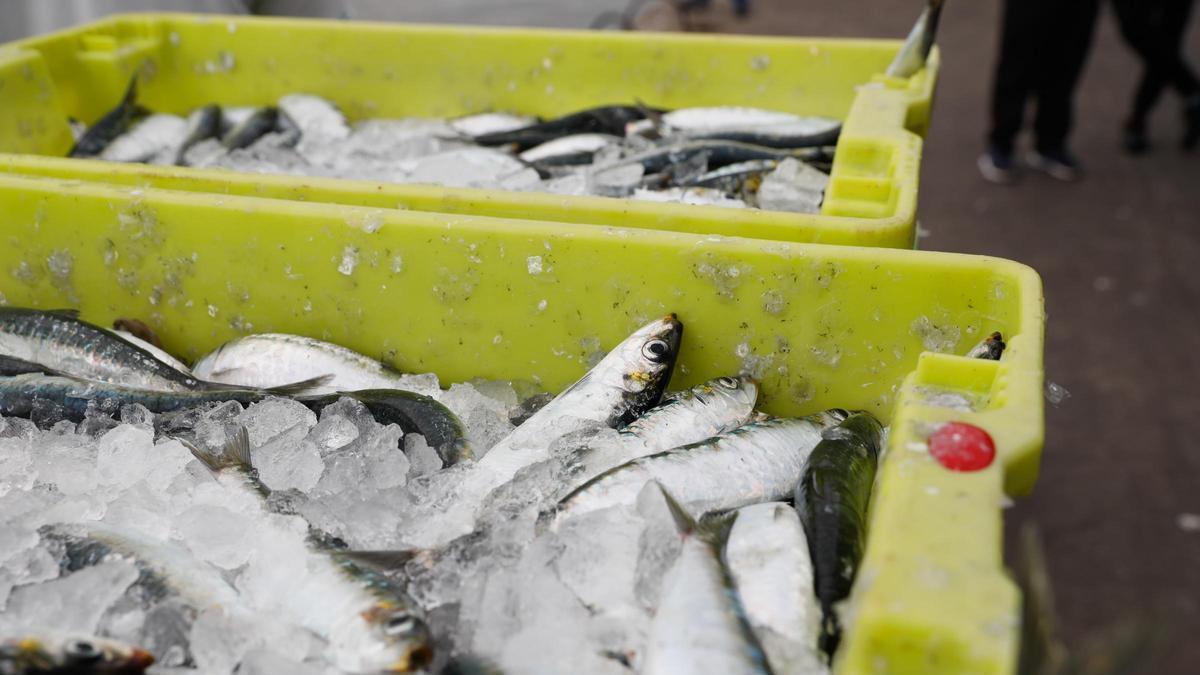 Cajas de sardinas en una pasada descarga en la rula de Avilés.